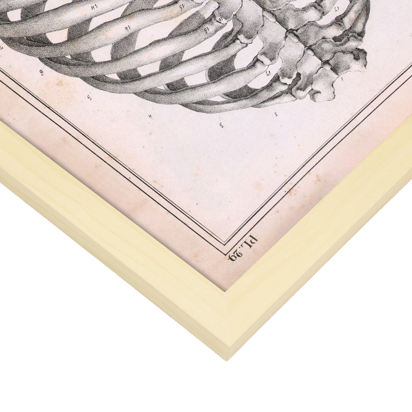 Paillou Back Ribs, sternum and thoracic vertebrae-Artwork-Nacnic-Nacnic Estudio SL