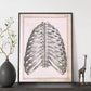 Paillou Back Ribs, sternum and thoracic vertebrae-Artwork-Nacnic-Nacnic Estudio SL
