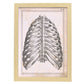 Paillou Back Ribs, sternum and thoracic vertebrae-Artwork-Nacnic-A3-Marco Madera clara-Nacnic Estudio SL