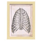 Paillou Back Ribs, sternum and thoracic vertebrae-Artwork-Nacnic-A4-Marco Madera clara-Nacnic Estudio SL