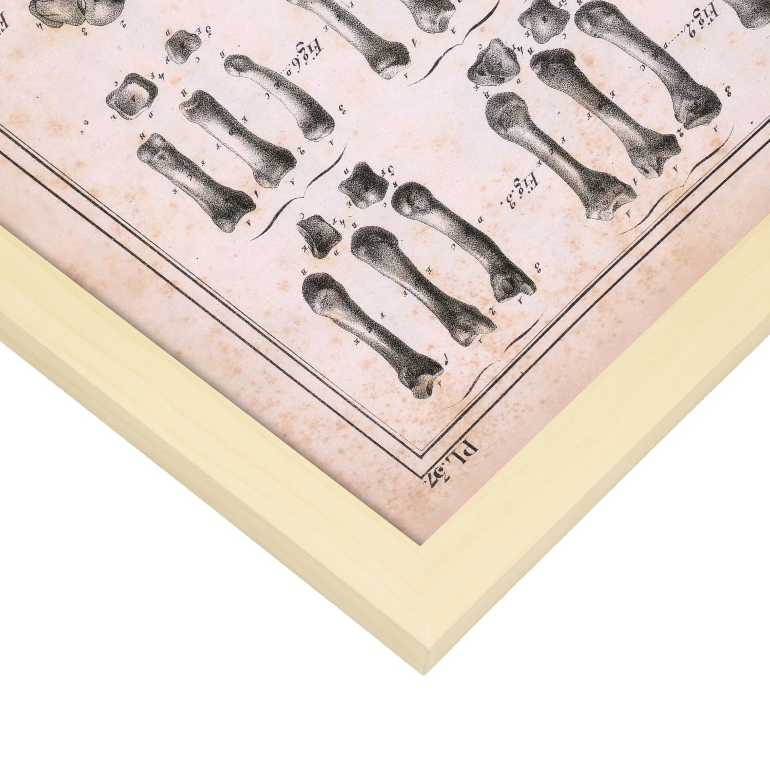 Paillou Carpal bones and metacarpus-Artwork-Nacnic-Nacnic Estudio SL