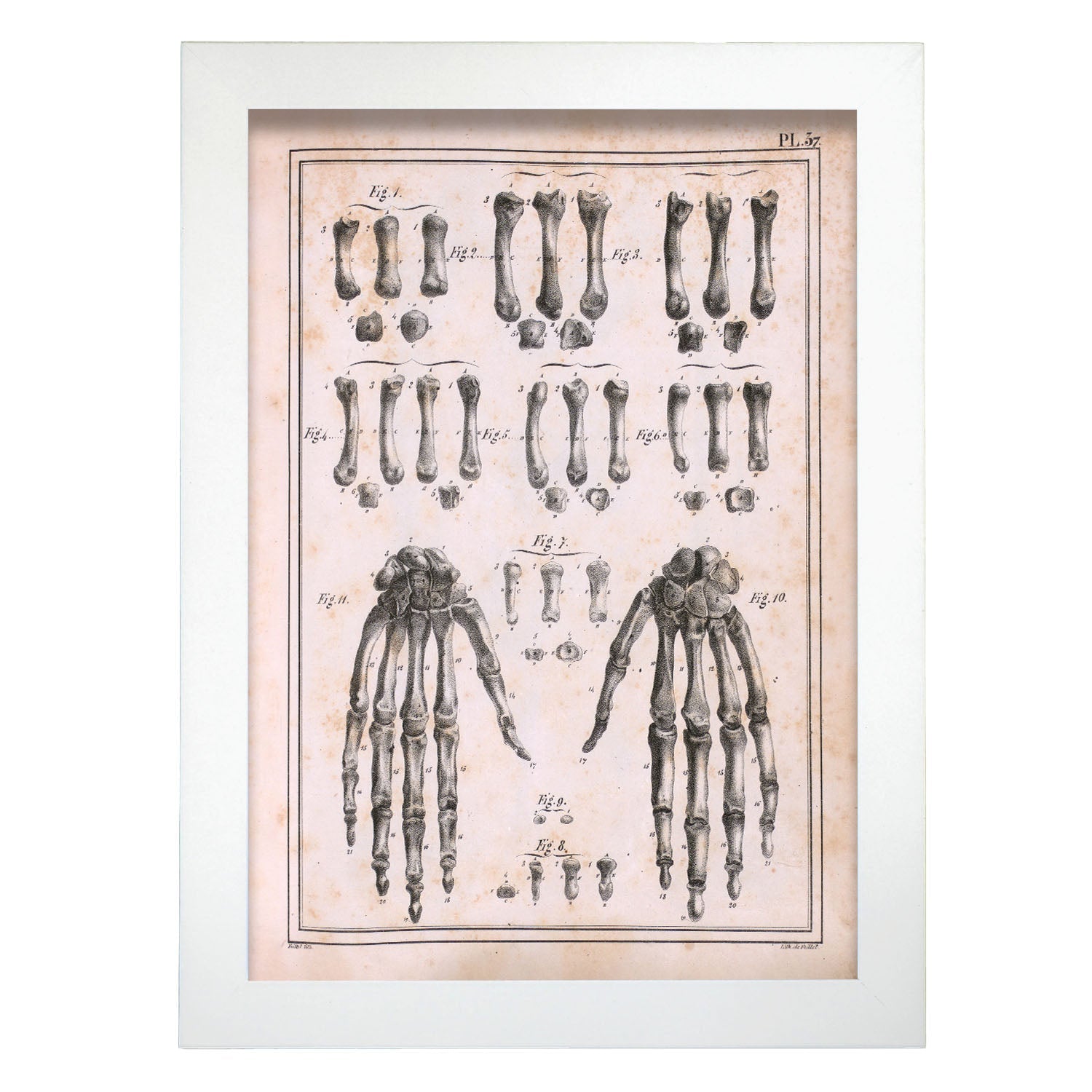 Paillou Carpal bones and metacarpus-Artwork-Nacnic-A4-Marco Blanco-Nacnic Estudio SL