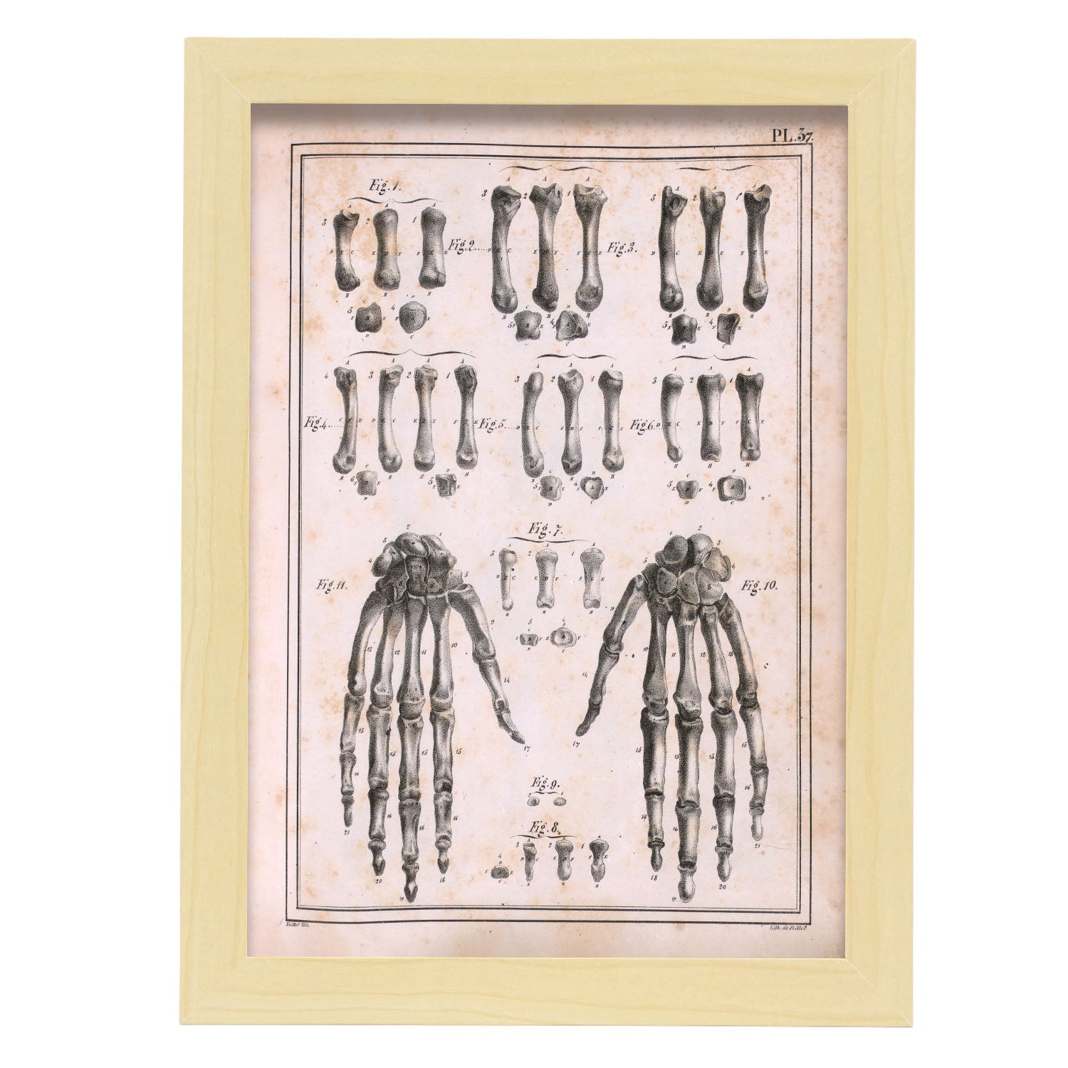 Paillou Carpal bones and metacarpus-Artwork-Nacnic-A4-Marco Madera clara-Nacnic Estudio SL