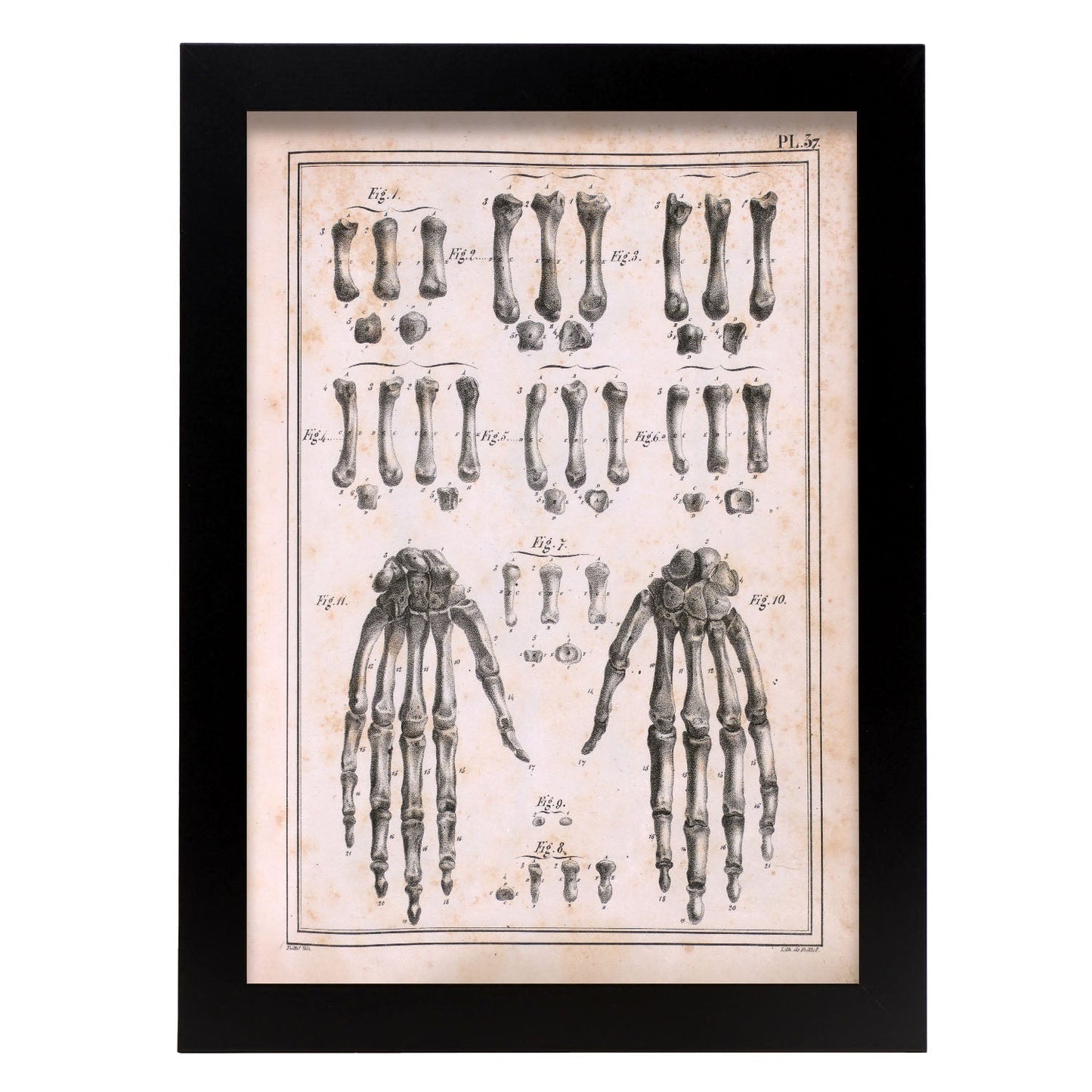 Paillou Carpal bones and metacarpus-Artwork-Nacnic-A4-Sin marco-Nacnic Estudio SL