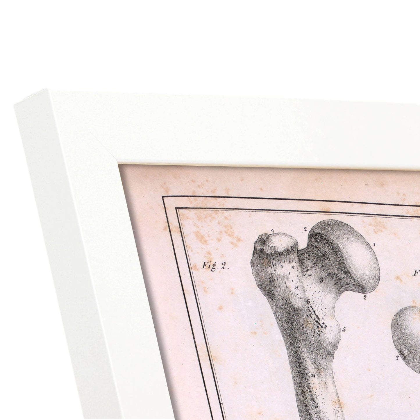 Paillou Femur of an adult and fetus-Artwork-Nacnic-Nacnic Estudio SL