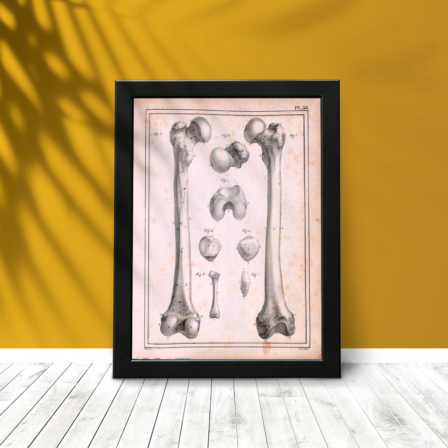 Paillou Femur of an adult and fetus-Artwork-Nacnic-Nacnic Estudio SL