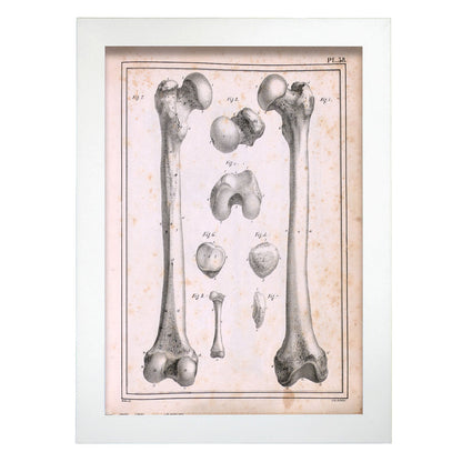 Paillou Femur of an adult and fetus-Artwork-Nacnic-A4-Marco Blanco-Nacnic Estudio SL