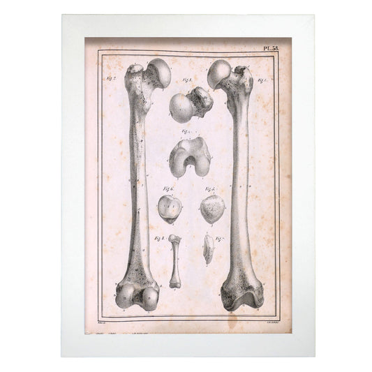 Paillou Femur of an adult and fetus-Artwork-Nacnic-A4-Marco Blanco-Nacnic Estudio SL