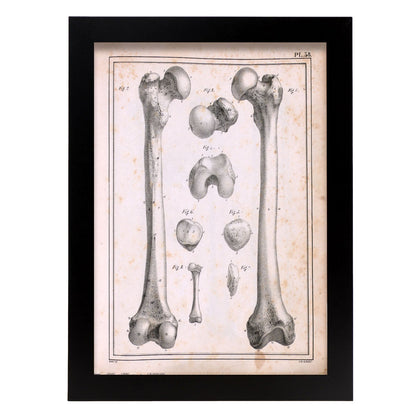 Paillou Femur of an adult and fetus-Artwork-Nacnic-A4-Sin marco-Nacnic Estudio SL