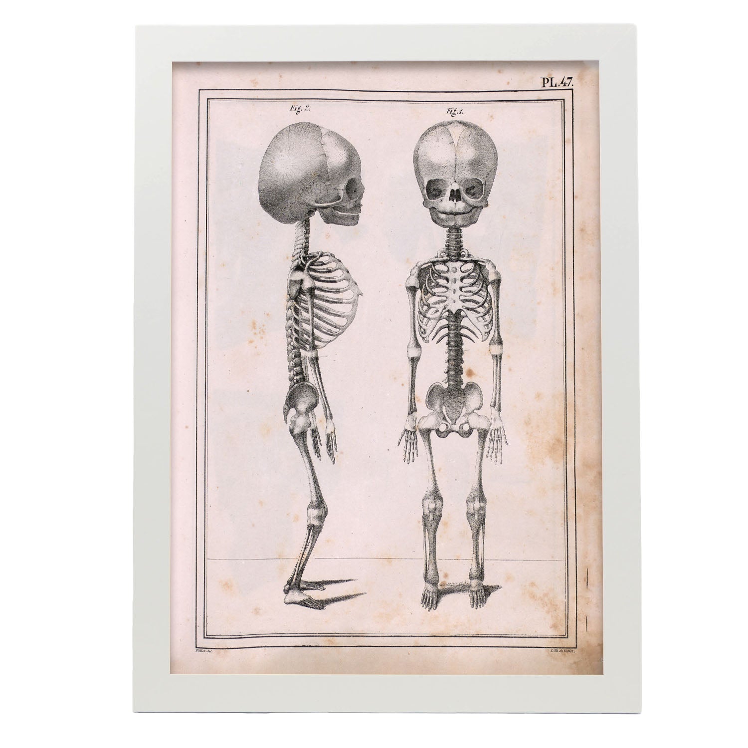 Paillou Fetal skeleton-Artwork-Nacnic-A3-Marco Blanco-Nacnic Estudio SL