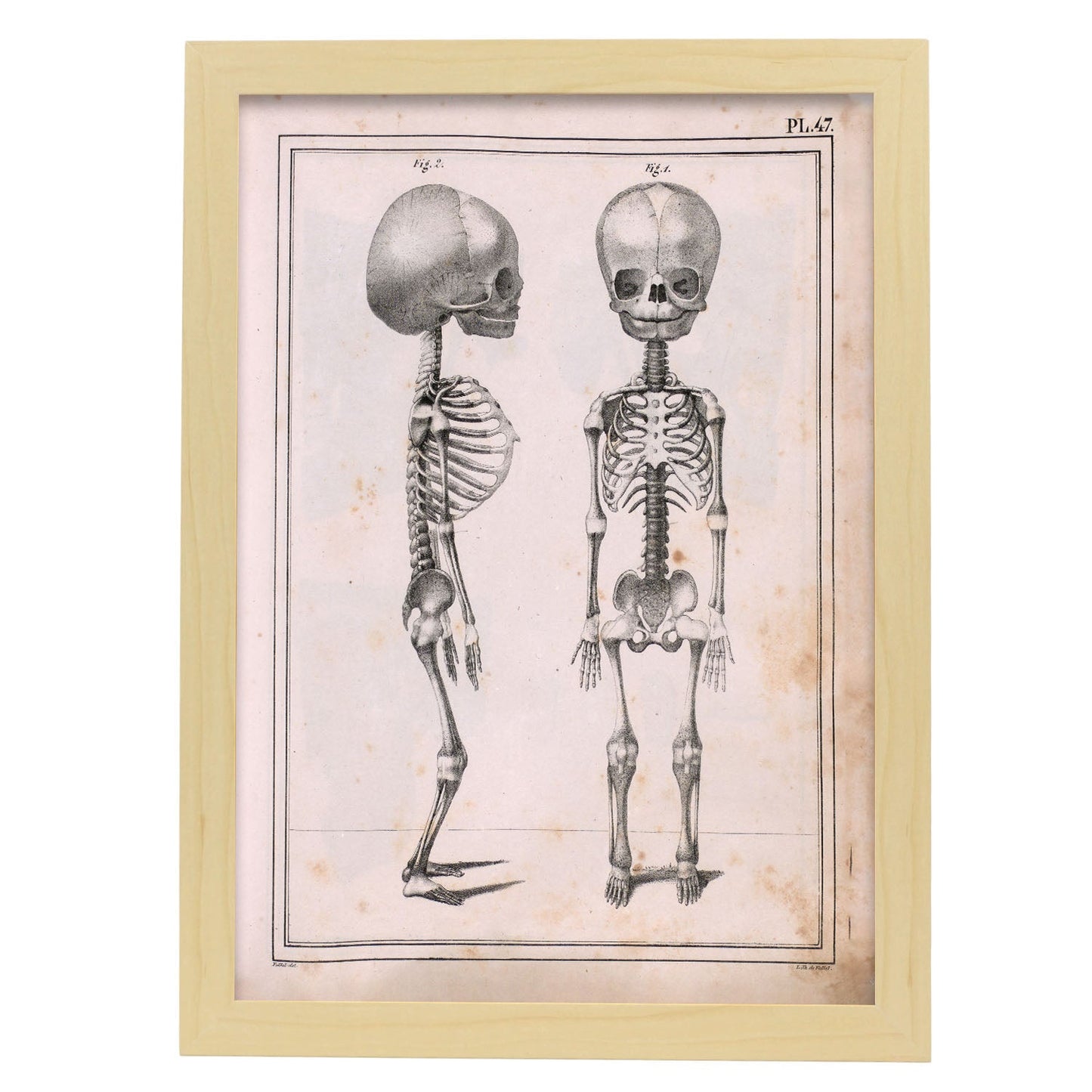 Paillou Fetal skeleton-Artwork-Nacnic-A3-Marco Madera clara-Nacnic Estudio SL