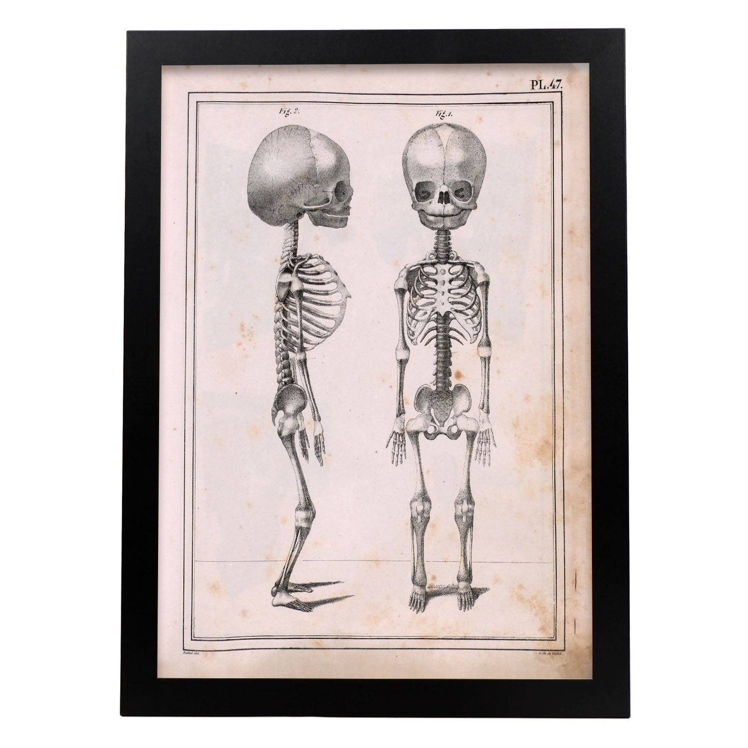 Paillou Fetal skeleton-Artwork-Nacnic-A3-Sin marco-Nacnic Estudio SL