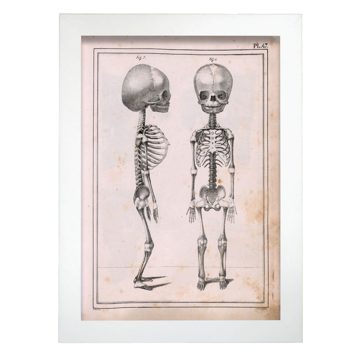 Paillou Fetal skeleton-Artwork-Nacnic-A4-Marco Blanco-Nacnic Estudio SL