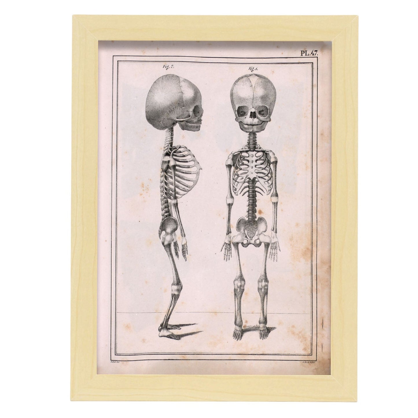 Paillou Fetal skeleton-Artwork-Nacnic-A4-Marco Madera clara-Nacnic Estudio SL