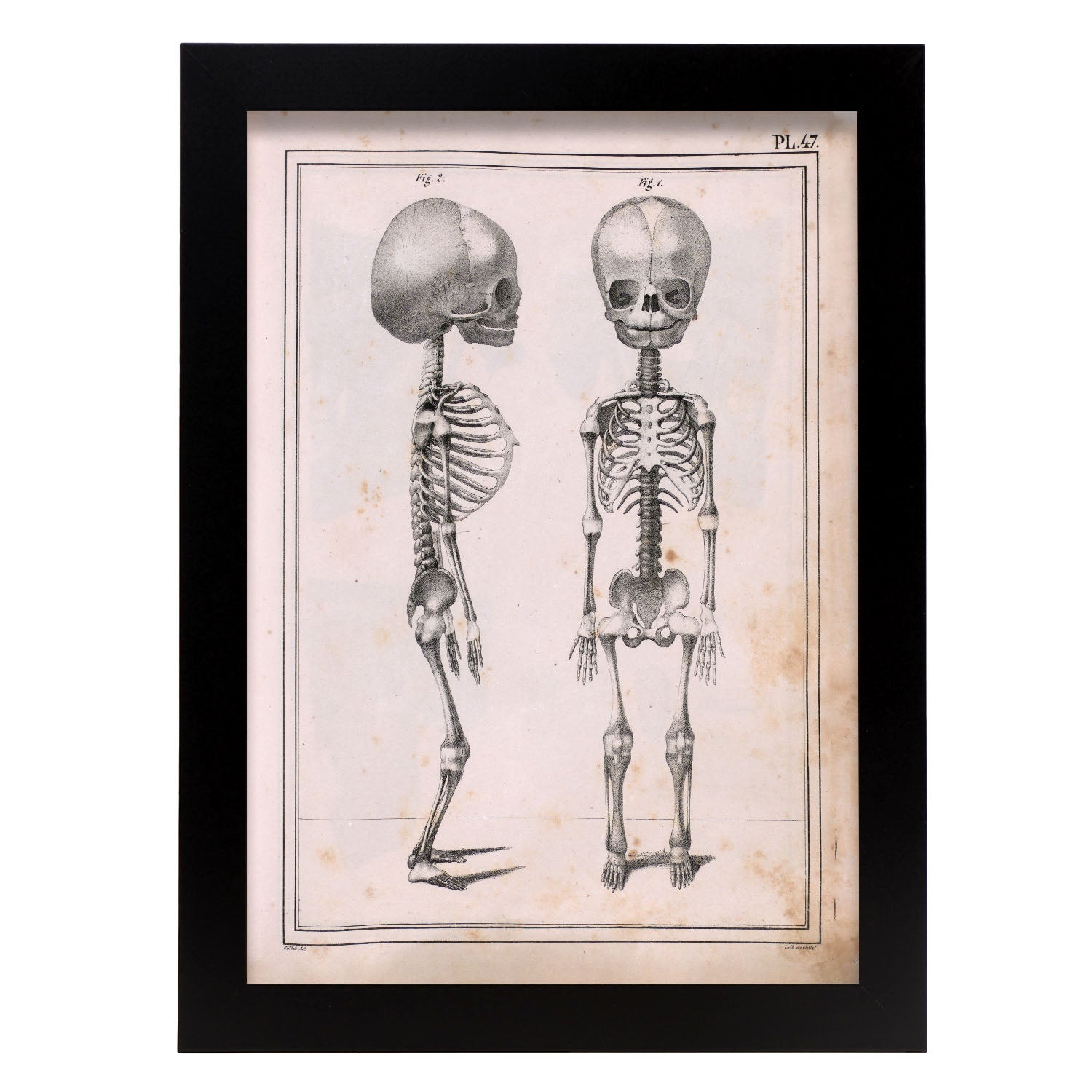 Paillou Fetal skeleton-Artwork-Nacnic-A4-Sin marco-Nacnic Estudio SL