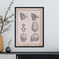 Paillou Fetal skull-Artwork-Nacnic-Nacnic Estudio SL