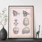 Paillou Fetal skull-Artwork-Nacnic-Nacnic Estudio SL