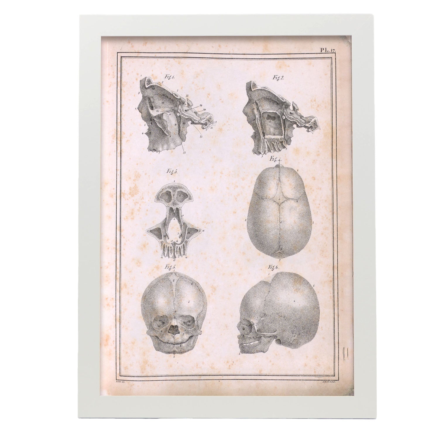 Paillou Fetal skull-Artwork-Nacnic-A3-Marco Blanco-Nacnic Estudio SL