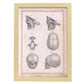 Paillou Fetal skull-Artwork-Nacnic-A3-Marco Madera clara-Nacnic Estudio SL