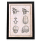 Paillou Fetal skull-Artwork-Nacnic-A3-Sin marco-Nacnic Estudio SL