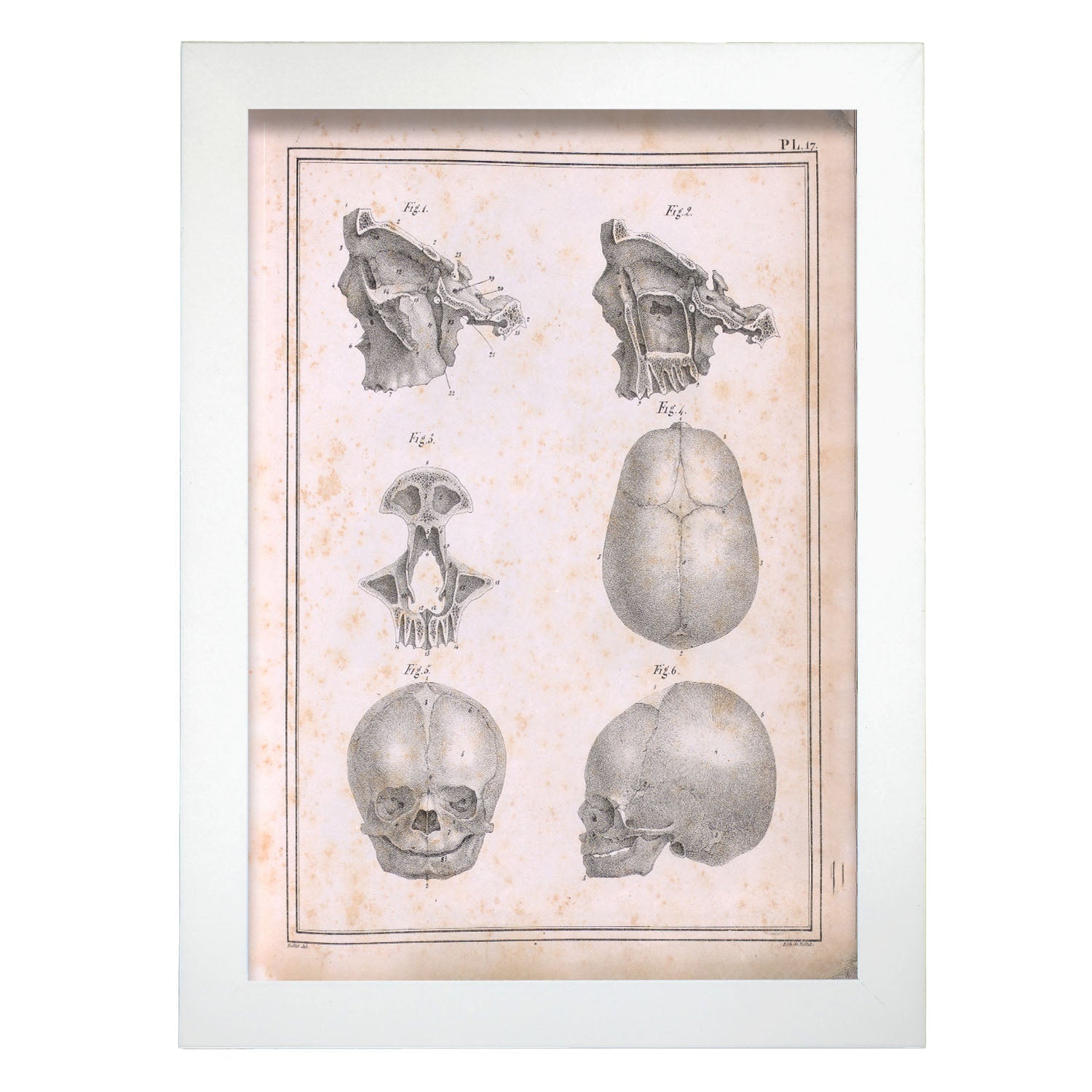 Paillou Fetal skull-Artwork-Nacnic-A4-Marco Blanco-Nacnic Estudio SL