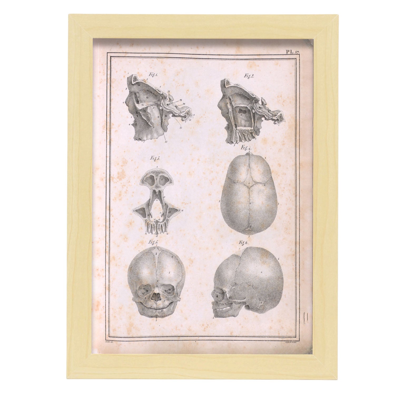 Paillou Fetal skull-Artwork-Nacnic-A4-Marco Madera clara-Nacnic Estudio SL