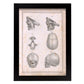 Paillou Fetal skull-Artwork-Nacnic-A4-Sin marco-Nacnic Estudio SL