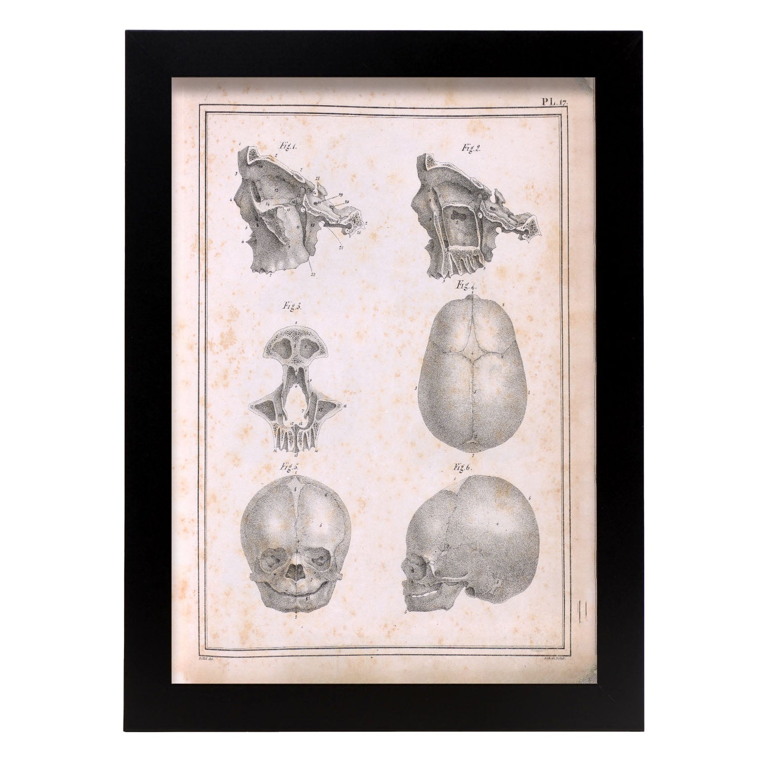 Paillou Fetal skull-Artwork-Nacnic-A4-Sin marco-Nacnic Estudio SL