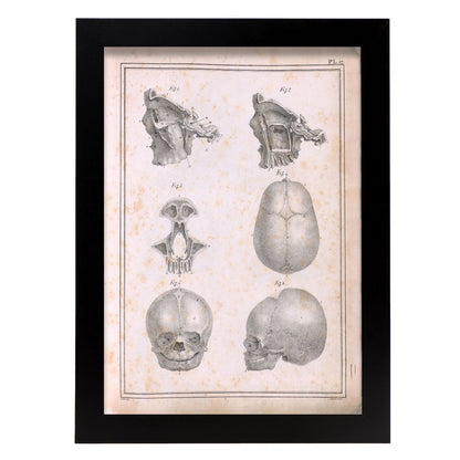 Paillou Fetal skull-Artwork-Nacnic-A4-Sin marco-Nacnic Estudio SL