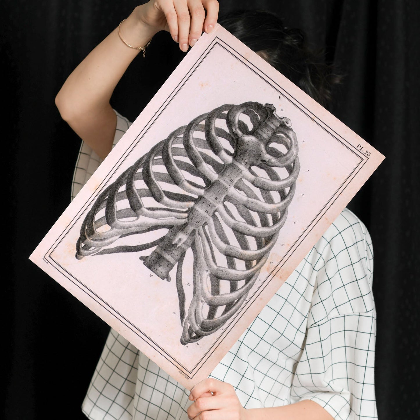 Paillou Ribs, sternum and thoracic vertebrae-Artwork-Nacnic-Nacnic Estudio SL