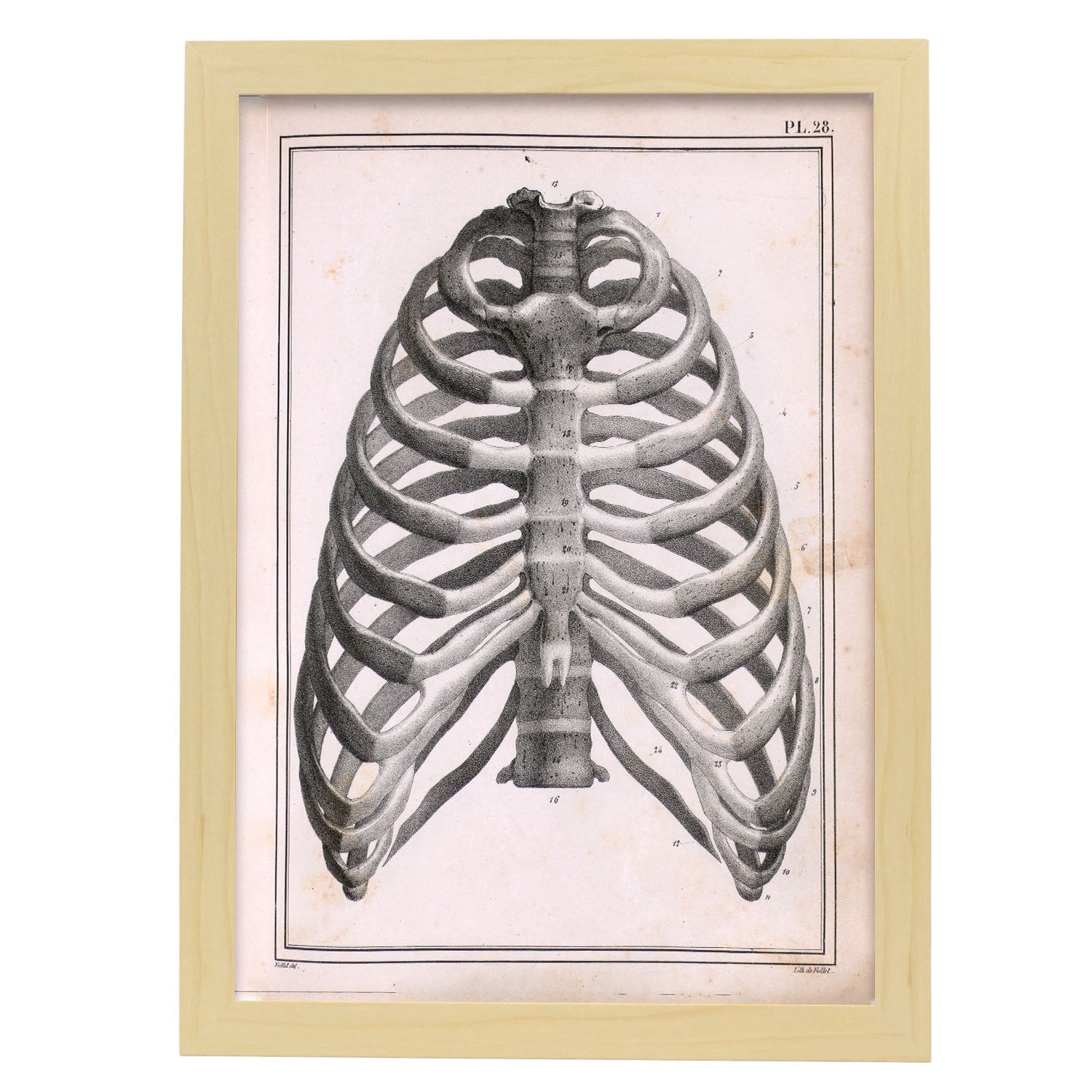 Paillou Ribs, sternum and thoracic vertebrae-Artwork-Nacnic-A3-Marco Madera clara-Nacnic Estudio SL