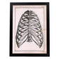 Paillou Ribs, sternum and thoracic vertebrae-Artwork-Nacnic-A3-Sin marco-Nacnic Estudio SL