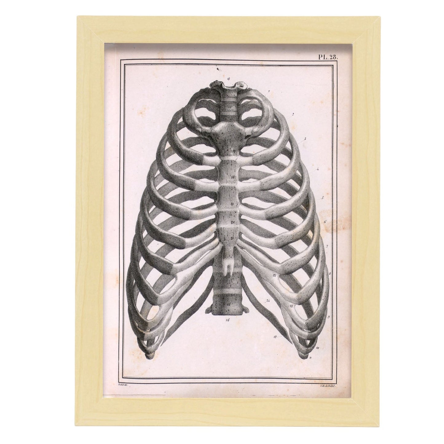 Paillou Ribs, sternum and thoracic vertebrae-Artwork-Nacnic-A4-Marco Madera clara-Nacnic Estudio SL
