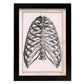 Paillou Ribs, sternum and thoracic vertebrae-Artwork-Nacnic-A4-Sin marco-Nacnic Estudio SL