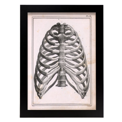 Paillou Ribs, sternum and thoracic vertebrae-Artwork-Nacnic-A4-Sin marco-Nacnic Estudio SL