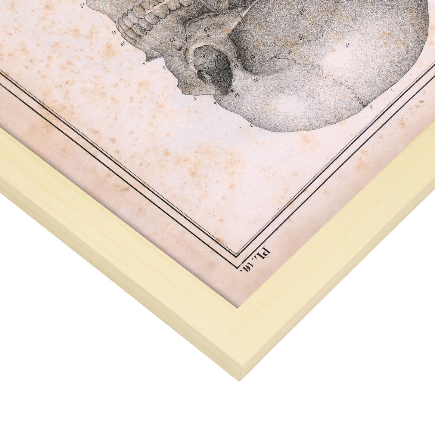 Paillou Sideview Skull-Artwork-Nacnic-Nacnic Estudio SL