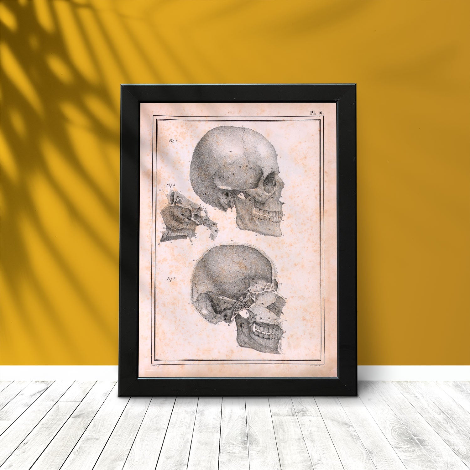 Paillou Sideview Skull-Artwork-Nacnic-Nacnic Estudio SL