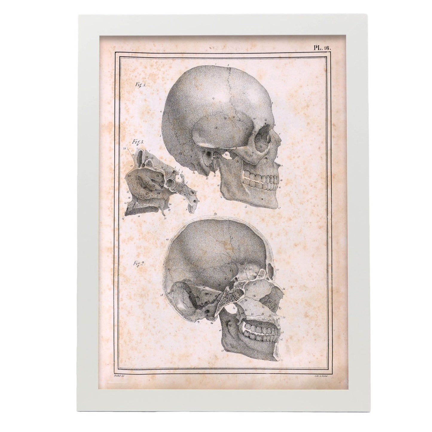 Paillou Sideview Skull-Artwork-Nacnic-A3-Marco Blanco-Nacnic Estudio SL