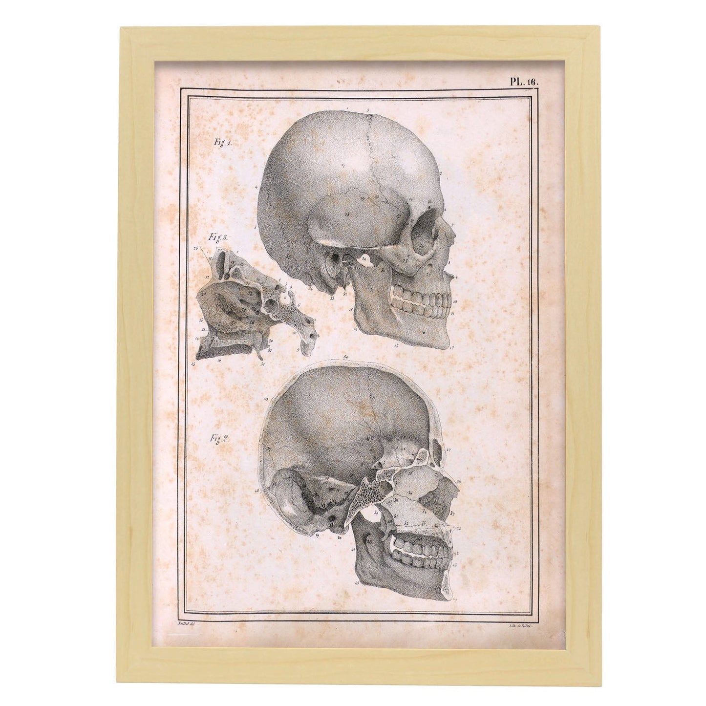 Paillou Sideview Skull-Artwork-Nacnic-A3-Marco Madera clara-Nacnic Estudio SL