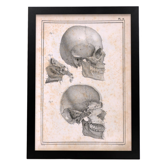 Paillou Sideview Skull-Artwork-Nacnic-A3-Sin marco-Nacnic Estudio SL