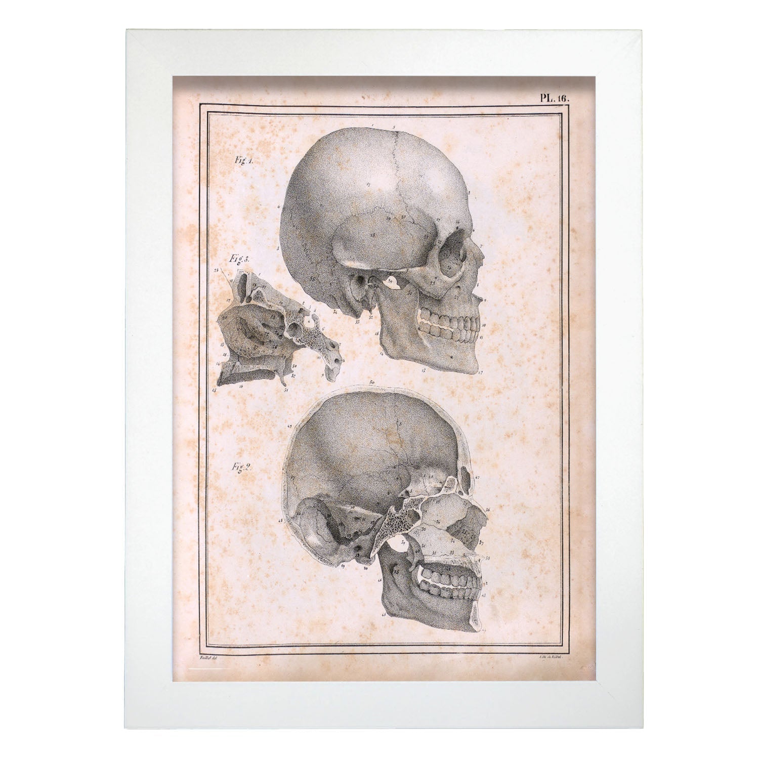 Paillou Sideview Skull-Artwork-Nacnic-A4-Marco Blanco-Nacnic Estudio SL