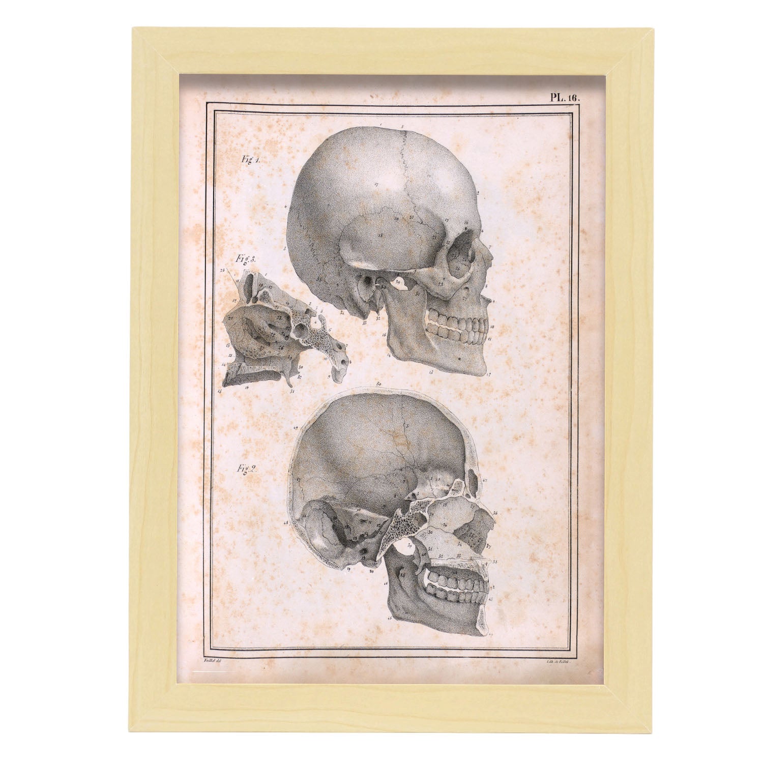 Paillou Sideview Skull-Artwork-Nacnic-A4-Marco Madera clara-Nacnic Estudio SL