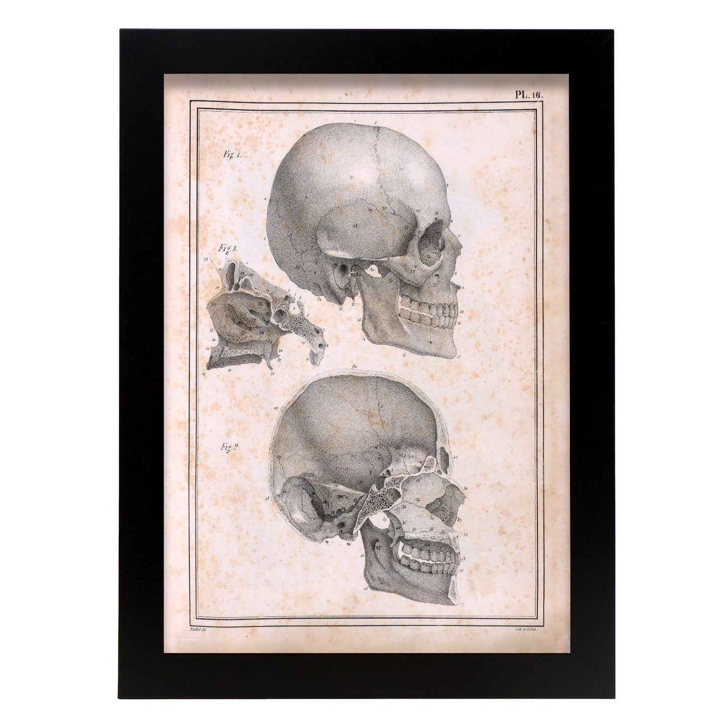 Paillou Sideview Skull-Artwork-Nacnic-A4-Sin marco-Nacnic Estudio SL