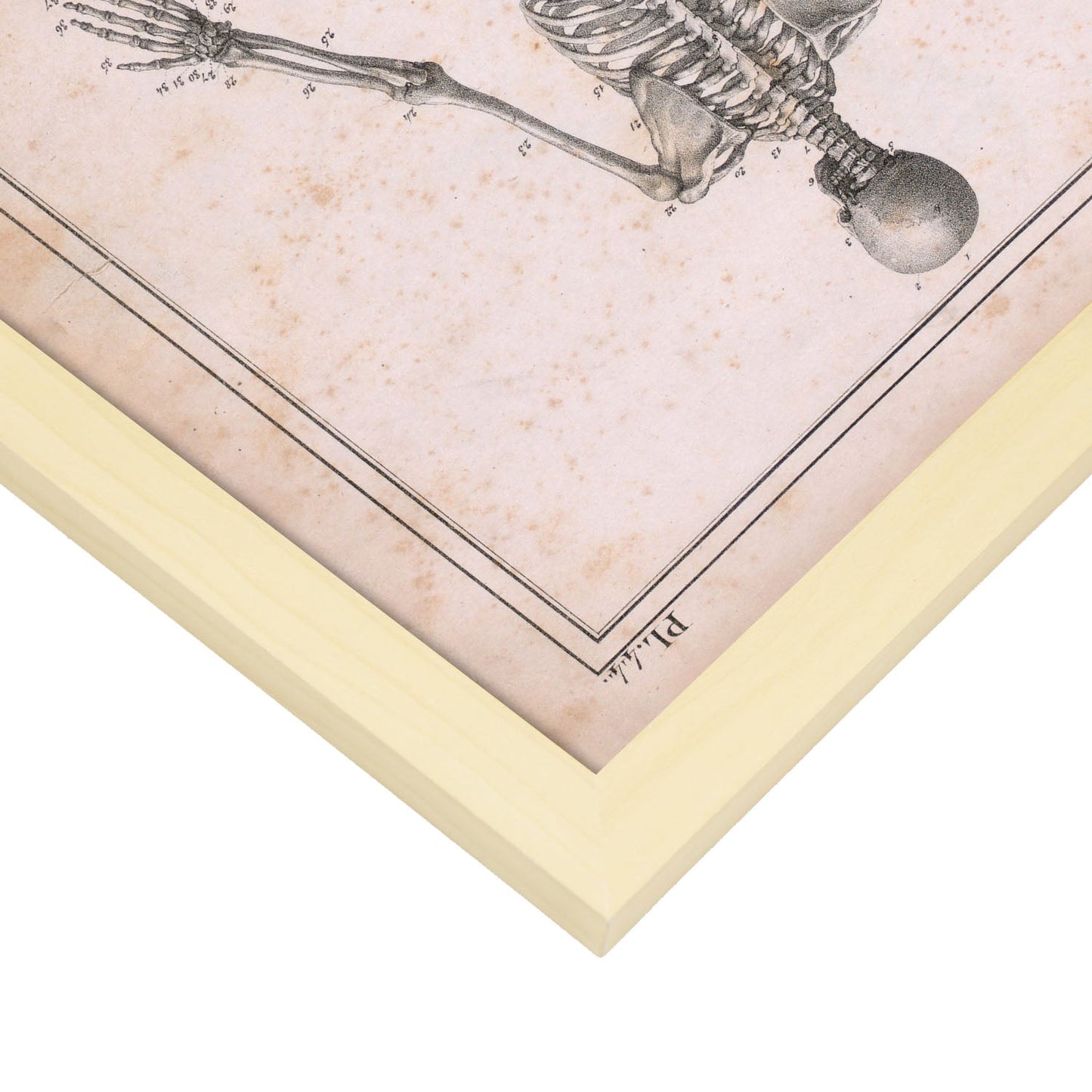 Paillou Skeleton-Artwork-Nacnic-Nacnic Estudio SL