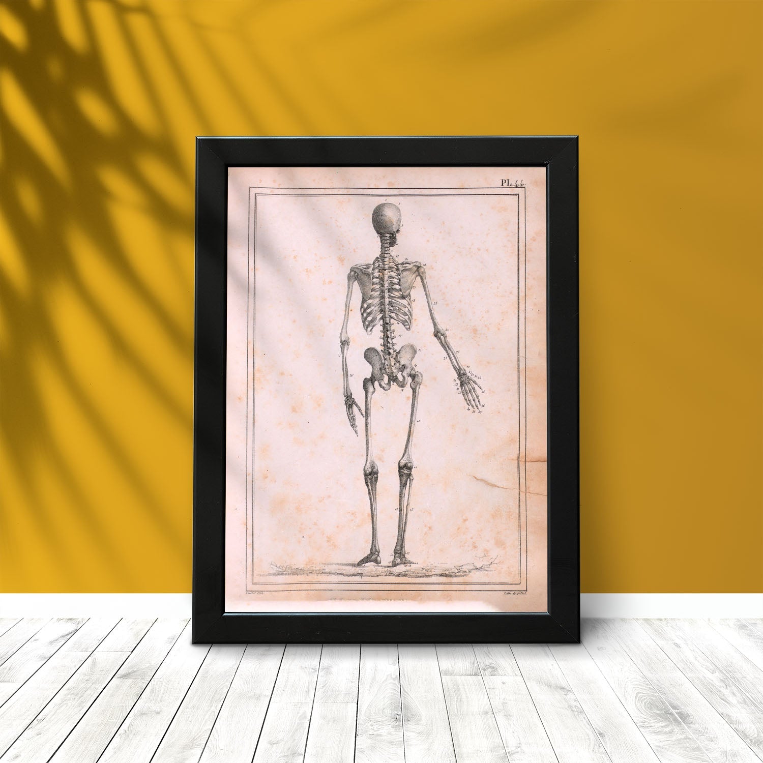 Paillou Skeleton-Artwork-Nacnic-Nacnic Estudio SL