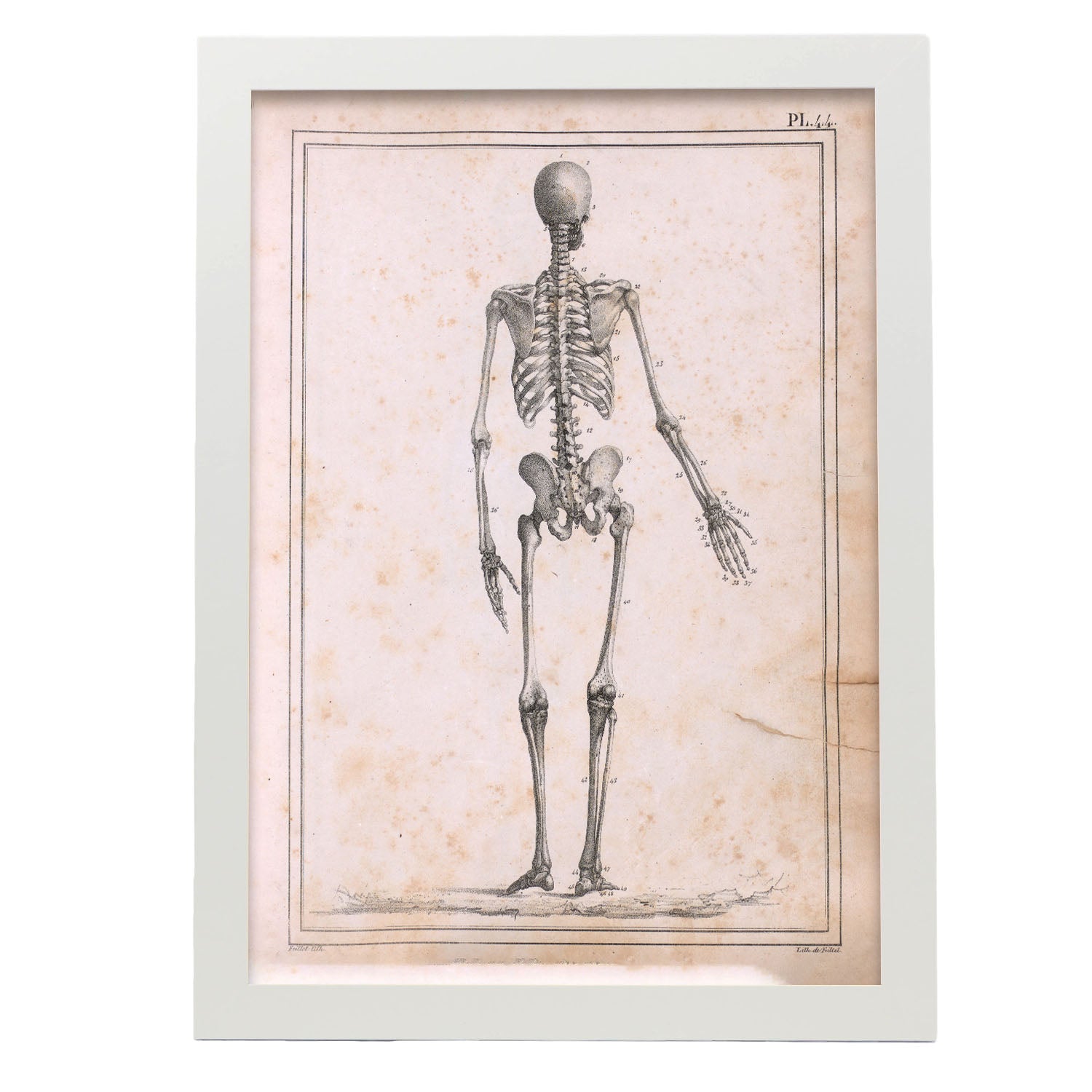 Paillou Skeleton-Artwork-Nacnic-A3-Marco Blanco-Nacnic Estudio SL