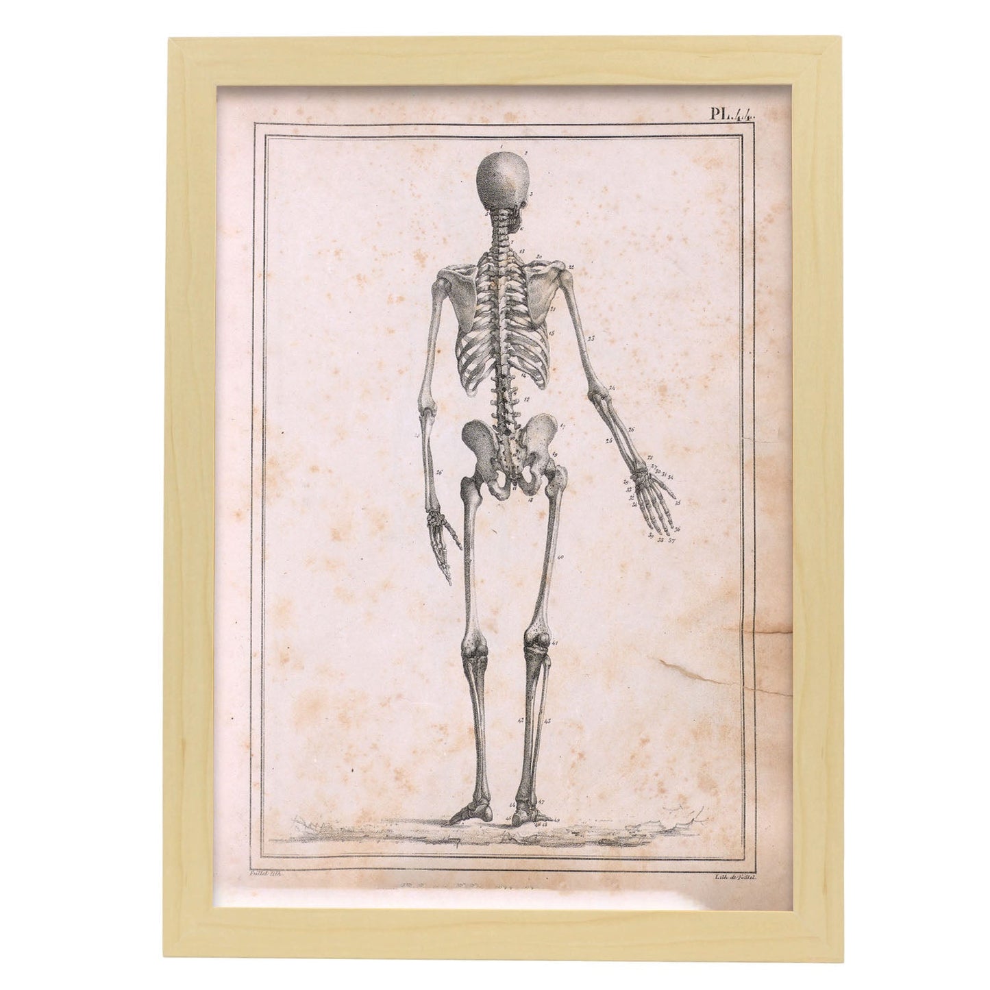 Paillou Skeleton-Artwork-Nacnic-A3-Marco Madera clara-Nacnic Estudio SL