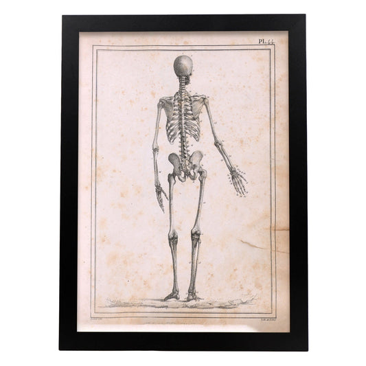 Paillou Skeleton-Artwork-Nacnic-A3-Sin marco-Nacnic Estudio SL