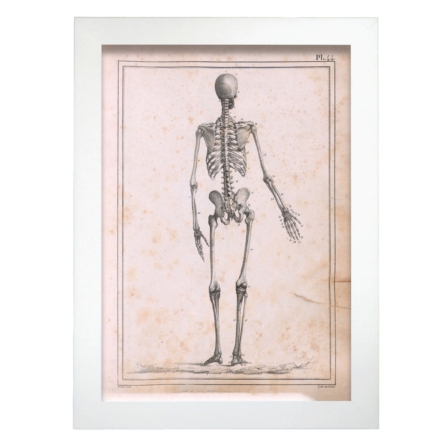 Paillou Skeleton-Artwork-Nacnic-A4-Marco Blanco-Nacnic Estudio SL