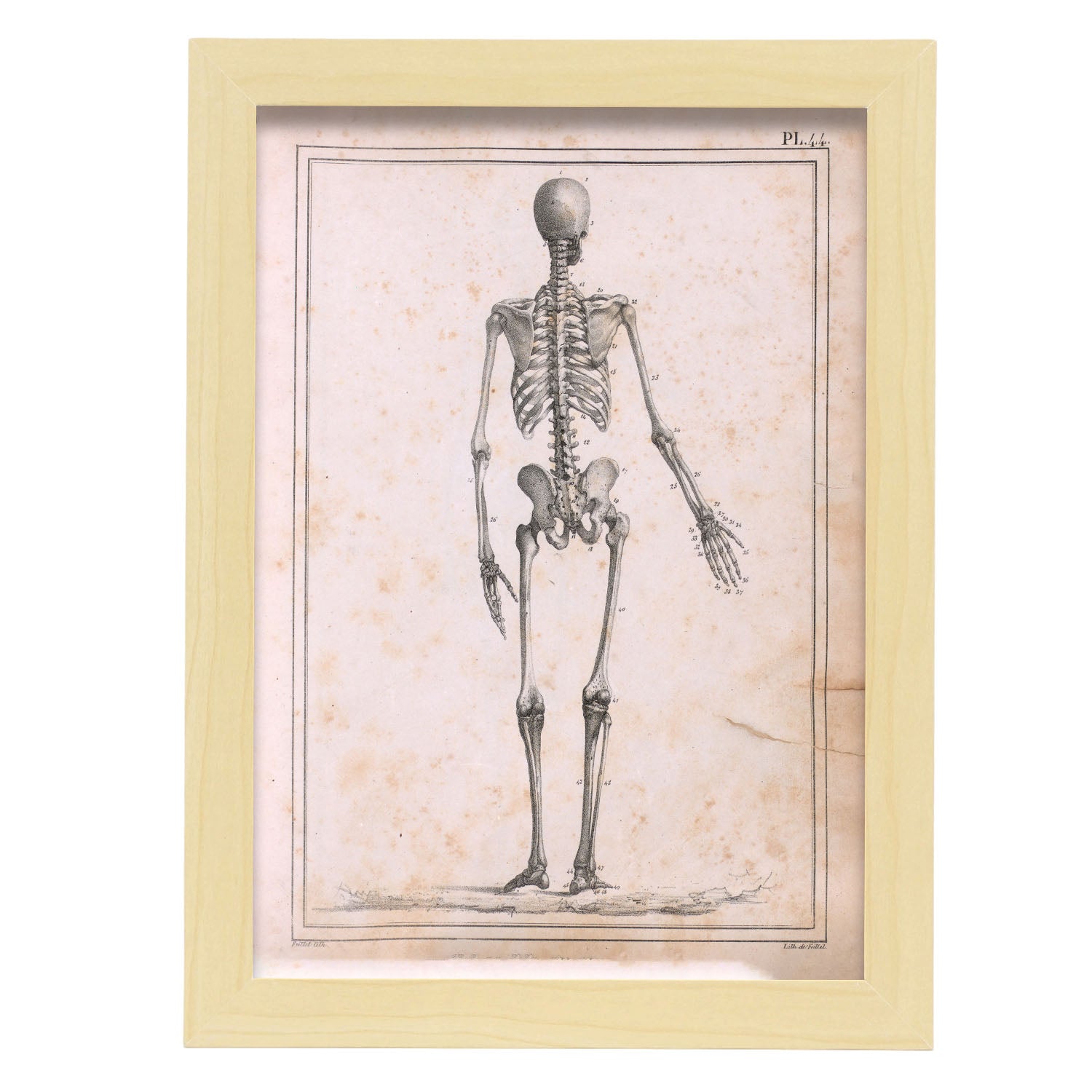 Paillou Skeleton-Artwork-Nacnic-A4-Marco Madera clara-Nacnic Estudio SL